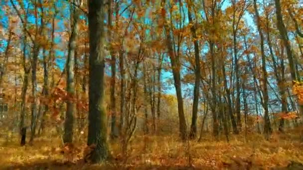 Φθινοπωρινό δάσος βελανιδιάς σε μια ηλιόλουστη μέρα με καφέ φύλλωμα ενάντια σε ένα γαλάζιο ουρανό — Αρχείο Βίντεο
