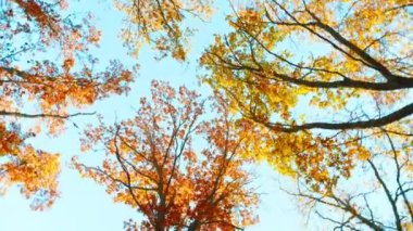 Kamera meşe ağaçlarının taçlarının altında parlak sonbahar yapraklarıyla dönüyor.