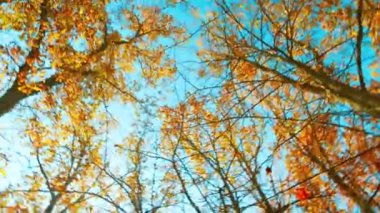Kamera meşe ağaçlarının taçlarının altında parlak sonbahar yapraklarıyla dönüyor.