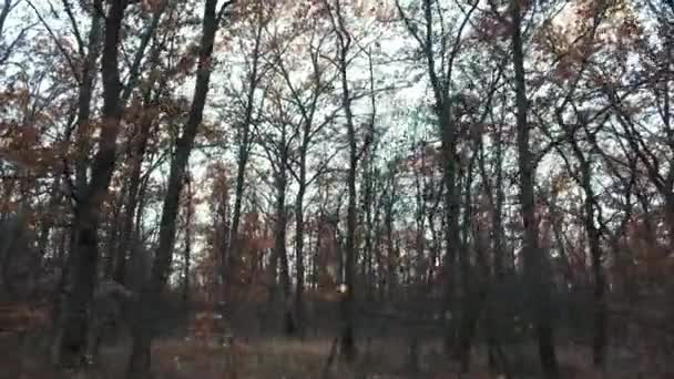 Starý a strašidelný dubový podzimní les ve večerním soumraku, kamera se pohybuje — Stock video