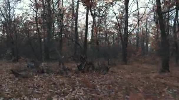 Vieux et effrayant chêne forêt d'automne dans le crépuscule du soir, la caméra se déplace — Video