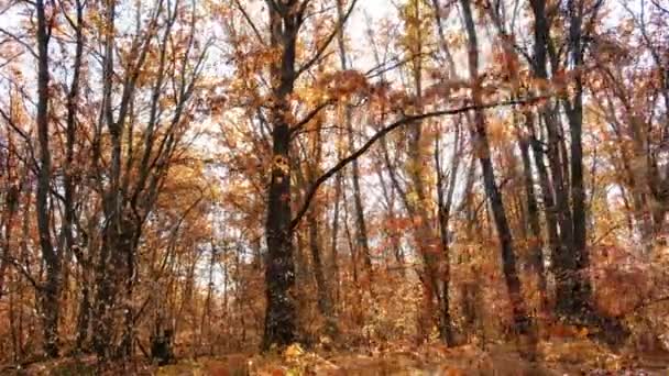 Il luminoso sole autunnale splende tra i rami degli alberi in una foresta di querce — Video Stock