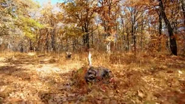 Η κάμερα κινείται πάνω από το γρασίδι ανάμεσα στα δέντρα σε ένα δάσος βελανιδιάς το φθινόπωρο — Αρχείο Βίντεο