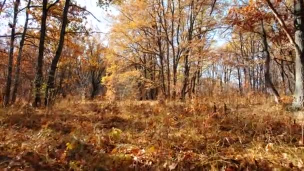 Камера движется по траве среди деревьев в осеннем дубовом лесу — стоковое видео