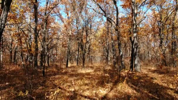 Beau paysage d'automne avec des chênes rouges dans la forêt de chênes d'automne — Video