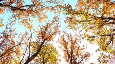 Sonbahar yapraklarından oluşan bir dere ağaçların taçlarından dökülüyor.