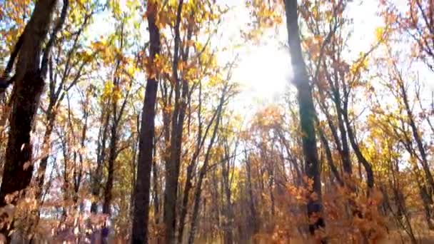 De camera kijkt omhoog op het moment dat herfstbladeren beginnen te vallen — Stockvideo