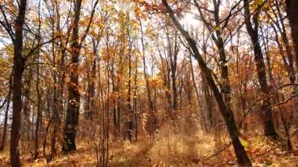 El sol brillante del otoño brilla a través de las ramas de los árboles en un bosque de robles — Vídeo de stock