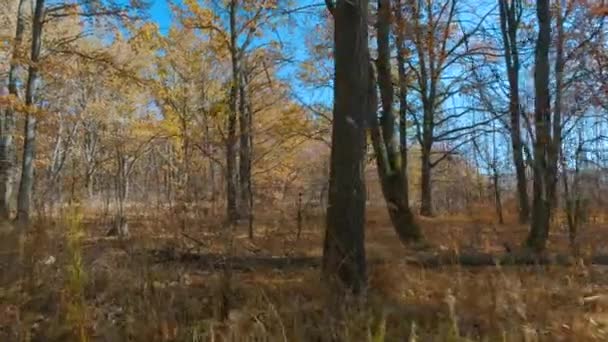 Herfst bladeren vallen van bomen tijdens de passage van de camera tussen de boom — Stockvideo