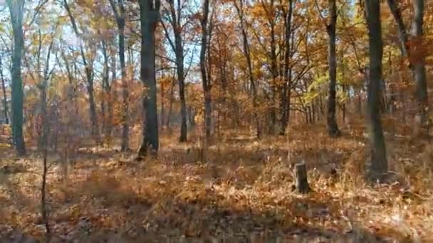 Herfst bladeren vallen van bomen tijdens de passage van de camera tussen de boom — Stockvideo