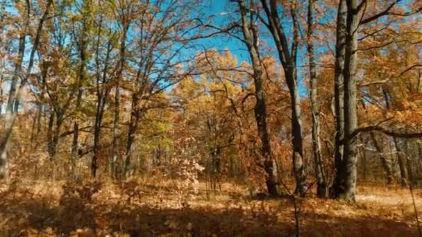 Panorama en un bosque de robles con hermosos árboles con follaje de otoño de color rojo brillante — Vídeo de stock