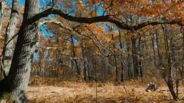 Passaggio della telecamera sotto una quercia diffusa nella foresta di querce autunnali — Video Stock