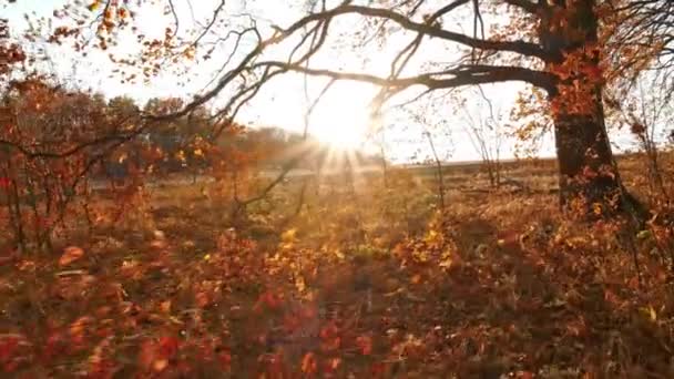 Beau coucher de soleil lumineux à travers les chênes aux feuilles tombées dans la forêt de chênes d'automne — Video