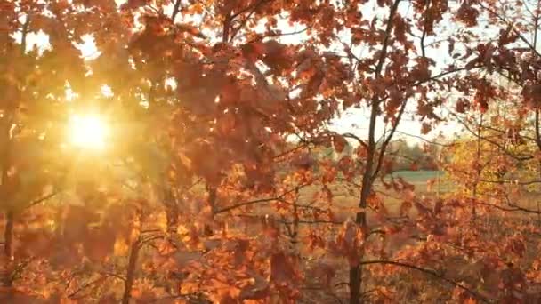 참나무의 밝은 가을 잎 사이로 아름다운 붉은 일몰 광경 — 비디오