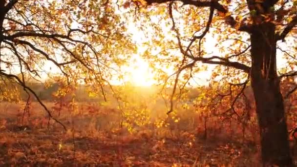 Prachtige rode zonsondergang door het heldere herfstblad van een eik — Stockvideo