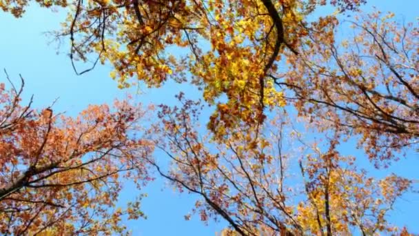 La telecamera si muove attraverso una foresta di querce guardando le corone degli alberi — Video Stock