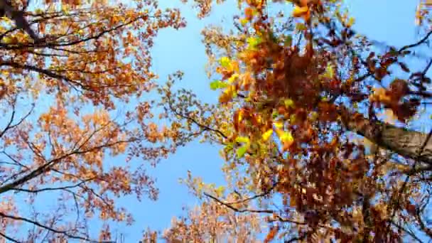 Kameran rör sig genom en ekskog och tittar upp mot trädkronorna — Stockvideo