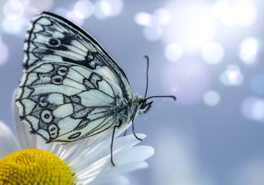 Işıl ışıl bahar güneşindeki Galatea kelebeği Daisy çiçeğinden uzaklaştı.