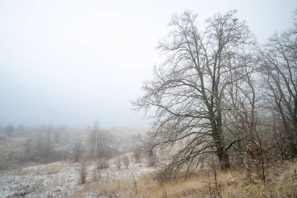 A ravine on the edge of an oak forest is shrouded in fog — Stock Photo, Image