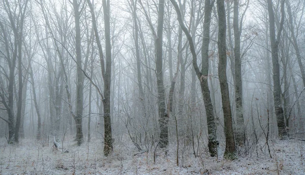 Baumstämme im Wald sind beim ersten Schnee in Nebel gehüllt — Stockfoto