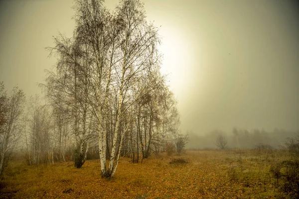 A finales del otoño, el sol brilla a través de la niebla de la mañana a través de las ramas de abedul —  Fotos de Stock