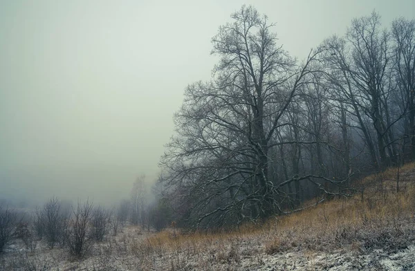 Eine riesige Eiche am Waldrand ist abends in Nebel gehüllt — Stockfoto