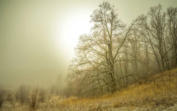 Un enorme roble en el borde del bosque está envuelto en niebla al amanecer —  Fotos de Stock