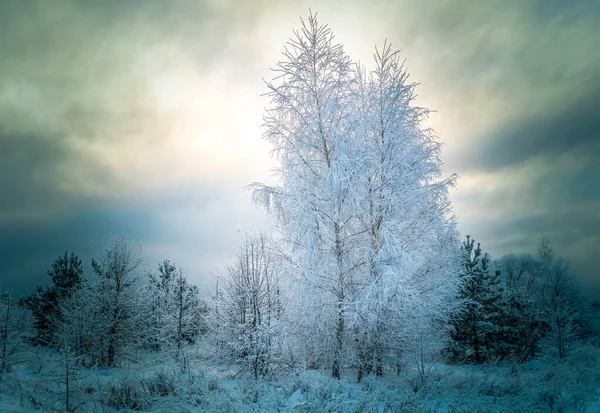 Abedules cubiertos de nieve en una noche helada con un fondo al atardecer —  Fotos de Stock