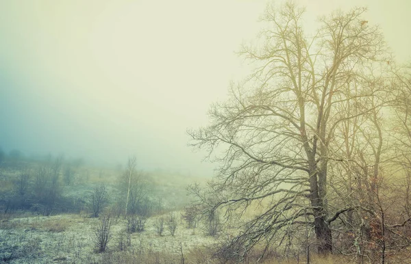 Ein mystischer Nebel hüllte den Rand des Eichenhains ein — Stockfoto