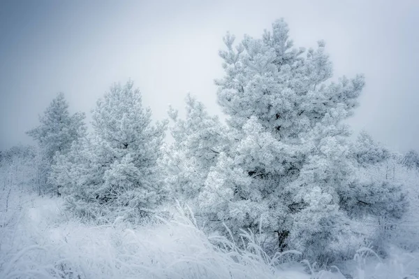 Snow covered young pines on a pine plantation — Stock Photo, Image