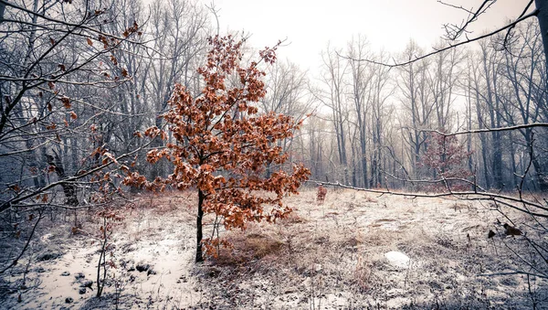 A young oak tree with orange foliage stands on the snowy edge — Stock Photo, Image