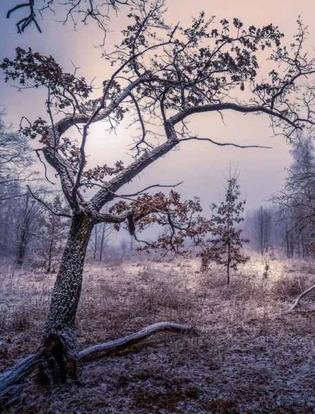 Un viejo roble con dos ramas retorcidas cubiertas de nieve —  Fotos de Stock