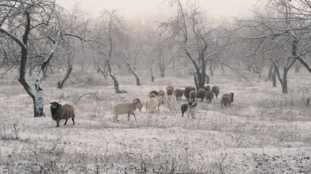 Uma manada de cabras e carneiros pastam no inverno em um pomar de maçã coberto de neve — Vídeo de Stock
