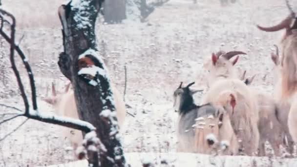 Una manada de cabras y carneros pastan en invierno en un huerto de manzanas cubierto de nieve — Vídeos de Stock
