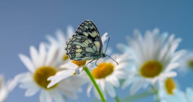 Mavi arka planda papatya çiçeğine yakın çekim yapan Galatea kelebeği.