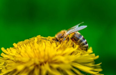 Çiçek açan karahindibalar üzerindeki bal arısı nektarı yakın plan çeker.
