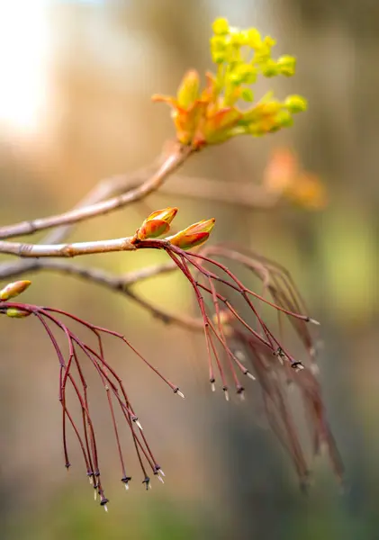 Javorové květy se uzavírají během jarního květu na večerním slunci — Stock fotografie