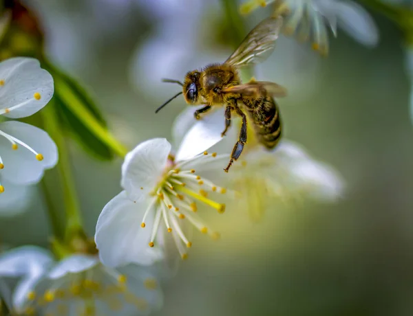 Honingbij verzamelt nectar van kersenbloesems close-up — Stockfoto