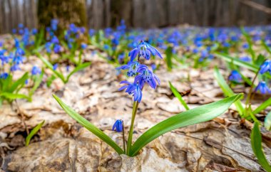 Scilla ilkbahar çiçekleri bahar sabahı güneşinde mavi çiçeklerle çiçek açıyor.