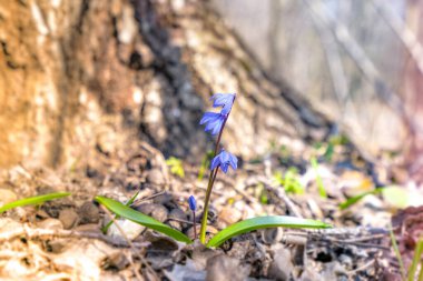 Scilla ilkbahar çiçekleri bahar sabahı güneşinde mavi çiçeklerle çiçek açıyor.