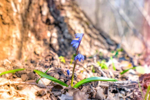Scilla ilkbahar çiçekleri bahar sabahı güneşinde mavi çiçeklerle çiçek açıyor.