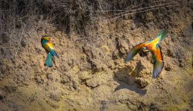 Erkek bir Avrupalı arı yiyici ya da Merops apiaster yuvanın kenarında oturan bir dişinin yanında uçar.