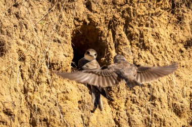 A swift bird looks out of a hole when a second swift flies up to it clipart