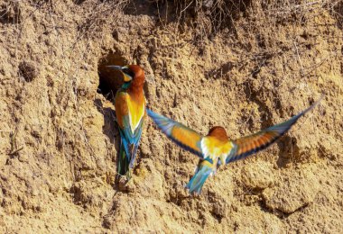 Erkek bir Avrupalı arı yiyici ya da Merops apiaster yuvanın kenarında oturan bir dişinin yanında uçar.