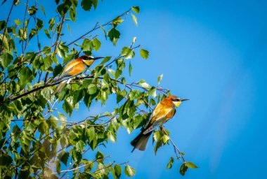 İki arı yiyici ya da bir huş dalına tüneyen merops apiaster kuşları.