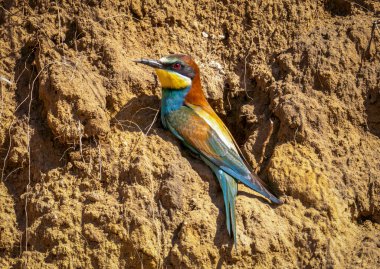 Avrupa arı yiyici ya da Merops apiaster 'ı yükselir ve yamaçta oturur.