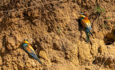 İki arı yiyici ya da merops apiaster kuşu bir uçurumun kenarında oturur.