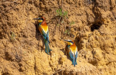 İki arı yiyici ya da merops apiaster kuşu bir uçurumun kenarında oturur.