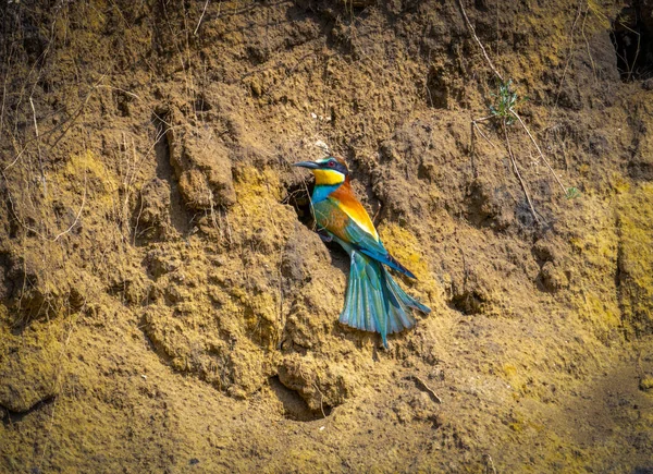 Le mangeur d'abeilles européen ou Merops apiaster bird — Photo