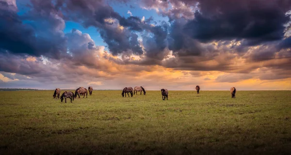 A herd of wild horses, wet after the rain, graze in the meadow, in the evening light of the setting sun.